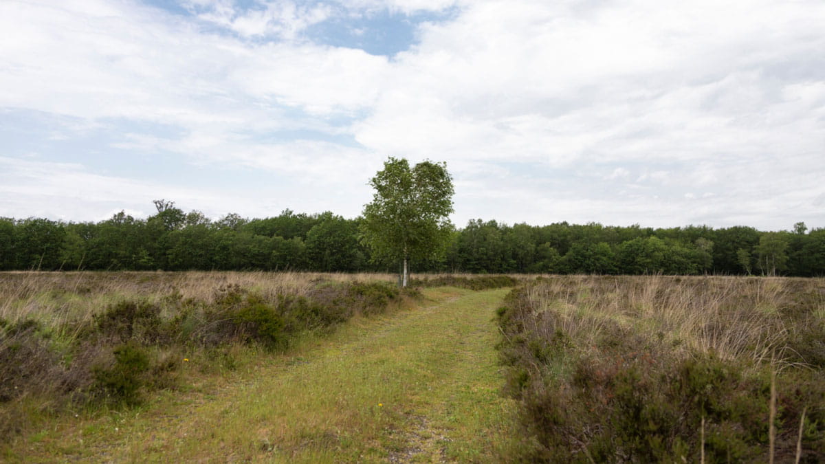 Noordsche Veld in Norg